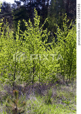 trees in spring   21636458