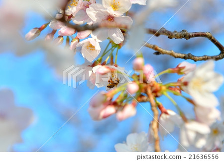 Caution) Although it is probably a honey bee, there is no confirmation. Detailed variety is also unknown. Please note on your purchase. Bees and cherry blossoms. Caution) Although it is probably a honey bee, there is no confirmation. Detailed variety is also unknown. Please note on your purchase. Bees and cherry blossoms. 21636556