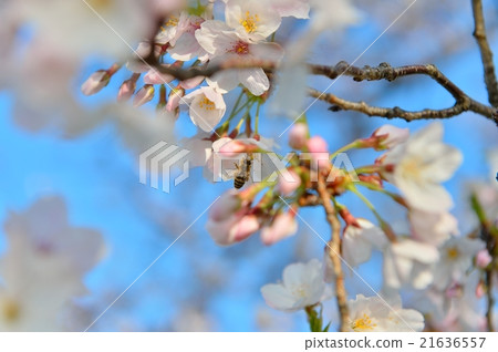 Caution) Although it is probably a honey bee, there is no confirmation. Detailed variety is also unknown. Please note on your purchase. Bees and cherry blossoms. 21636557