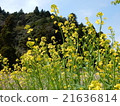 Rape blossoms blooming in the countryside roadside 21636814