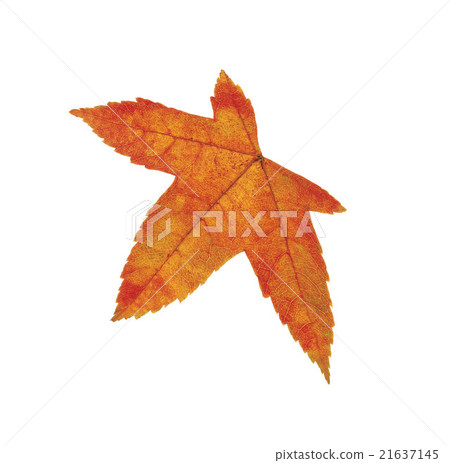Orange leaf isolated on white Orange leaf isolated on white 21637145