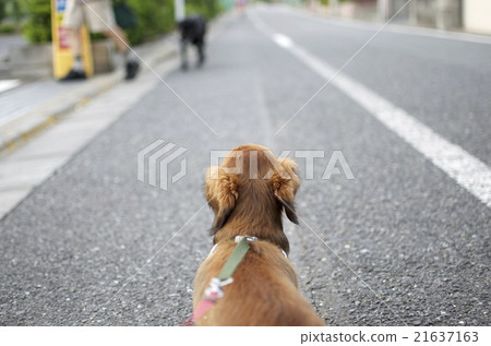 Dog walking Dog walking 21637163