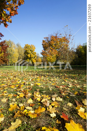 autumn forest ,  Belarus 21637269