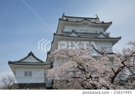 Odawara Castle and Sakura 21637495