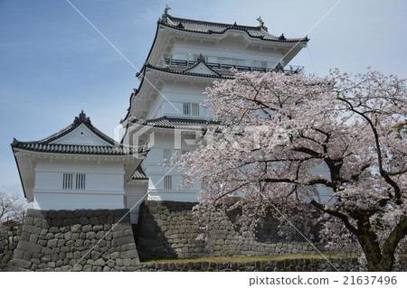 Odawara Castle and Sakura 21637496