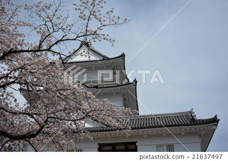 小田原城和櫻花 小田原城和櫻花 21637497