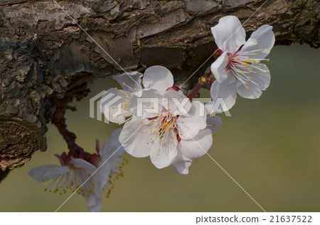 Bungo Plum 21637522