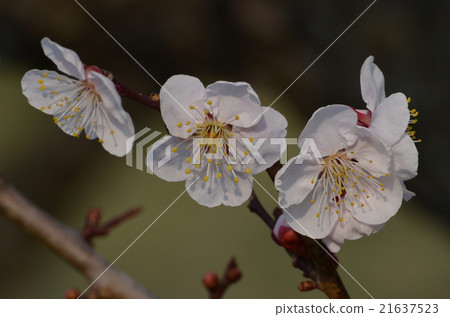Bungo Plum Bungo Plum 21637523