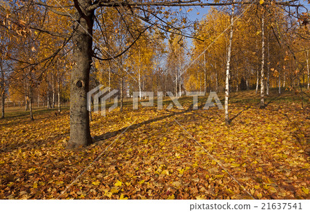 the autumn wood the autumn wood 21637541