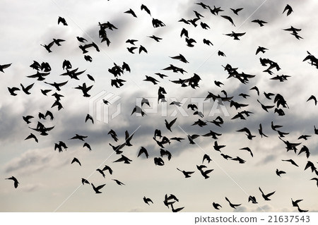 birds in the sky   21637543