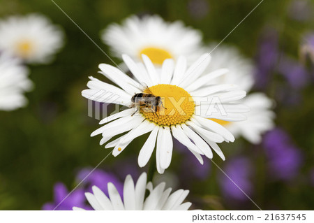 daisy in bloom daisy in bloom 21637545