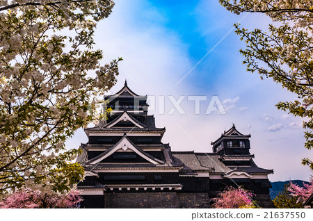 熊本城堡和櫻花 21637550