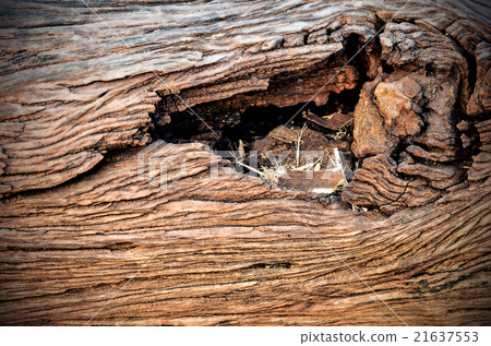 close up of old gnarled tree close up of old gnarled tree 21637553