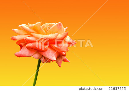 closeup of red and yellow rose closeup of red and yellow rose 21637555