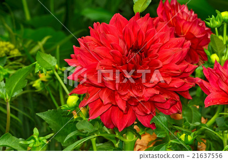 Colorful dahlia flower red Colorful dahlia flower red 21637556