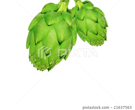 Ripe green artichoke vegetable isolated  21637563