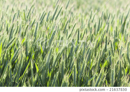 cultivation of cereals. Spring cultivation of cereals. Spring 21637830