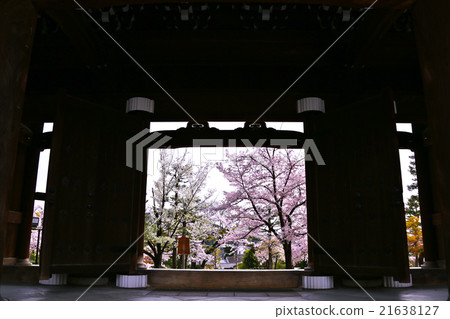 在小泉寺的櫻花 21638127