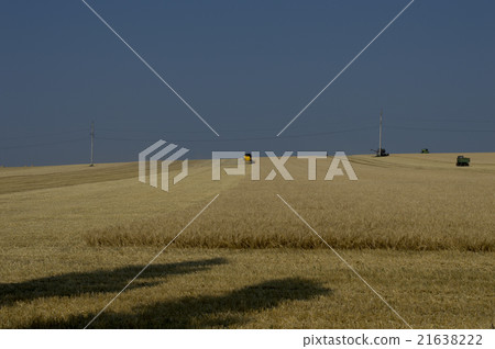 season of summer harvesting of cereal cultures season of summer harvesting of cereal cultures 21638222