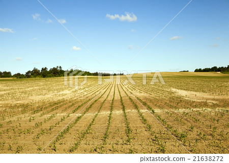 cracked earth in the field cracked earth in the field 21638272