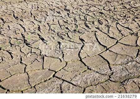 cracked earth in the field     21638279