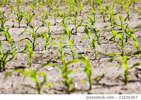 young sprout of corn young sprout of corn 21638367