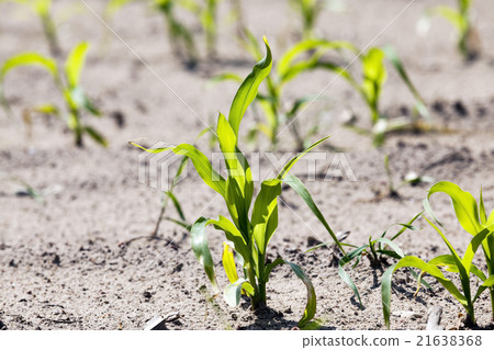 Field with corn Field with corn 21638368