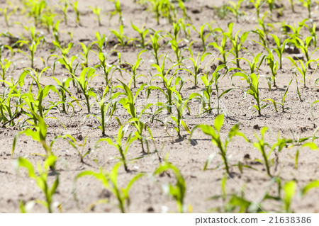 Field of green corn   21638386