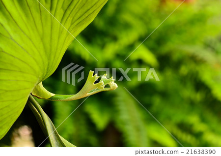 Crown Staghorn 21638390