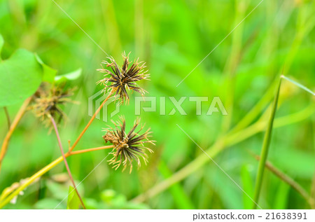 dry pollen dry pollen 21638391