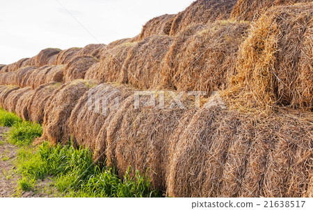 bales of straw bales of straw 21638517