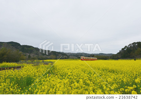 Kannin railroad cars to rape field 21638742