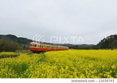 Kannin railroad cars to rape field 21638743