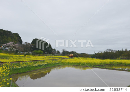 春天Satoyama的Kominato鐵路柴油車Vol.1 21638744