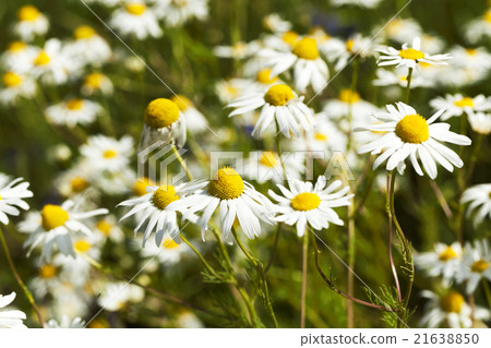 daisies , the spring daisies , the spring 21638850