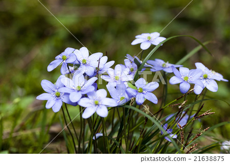 spring flowers , forest 21638875