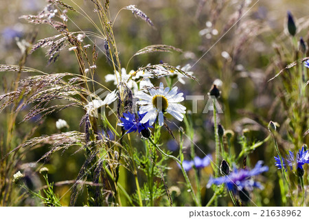 daisy flowers  , summer   21638962