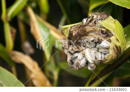 Photo agriculture, Europe   21639001