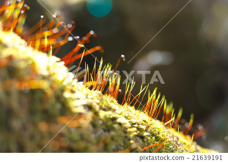 森林苔蘚花 21639191