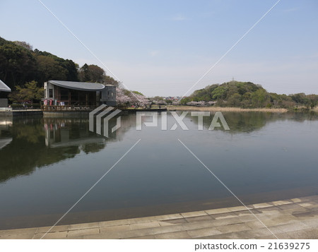 Sendagori pond spreading in Matsudo City's "Forest and Plaza in the 21st Century" Sendagori pond spreading in Matsudo City's "Forest and Plaza in the 21st Century" 21639275