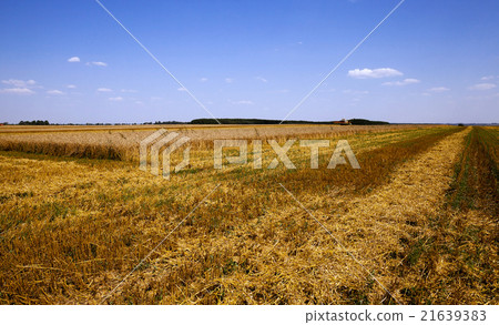 out wheat cleaning 21639383