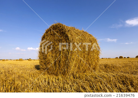 Stack of straw   Stack of straw   21639476
