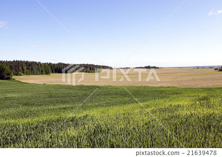 immature green grass   immature green grass   21639478
