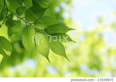 Zelkova leaves Zelkova leaves 21639655