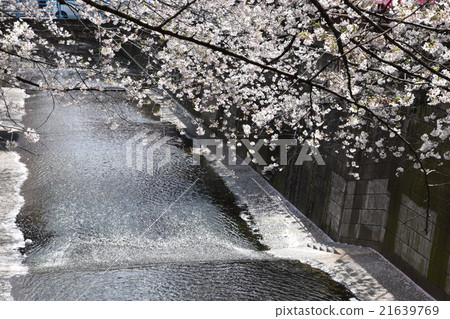 Cherry Blossoms Cherry Blossoms 21639769