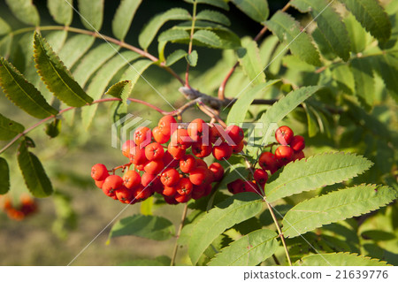 red mountain ash, autumn red mountain ash, autumn 21639776