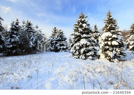 small fir trees  21640394