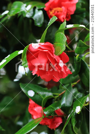 Camellia in the rain Camellia in the rain 21640581