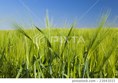 immature cereals , field immature cereals , field 21641015