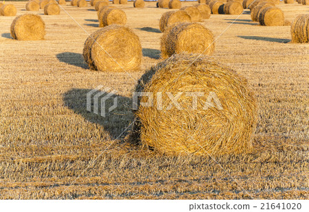 harvesting cereals , Agriculture harvesting cereals , Agriculture 21641020